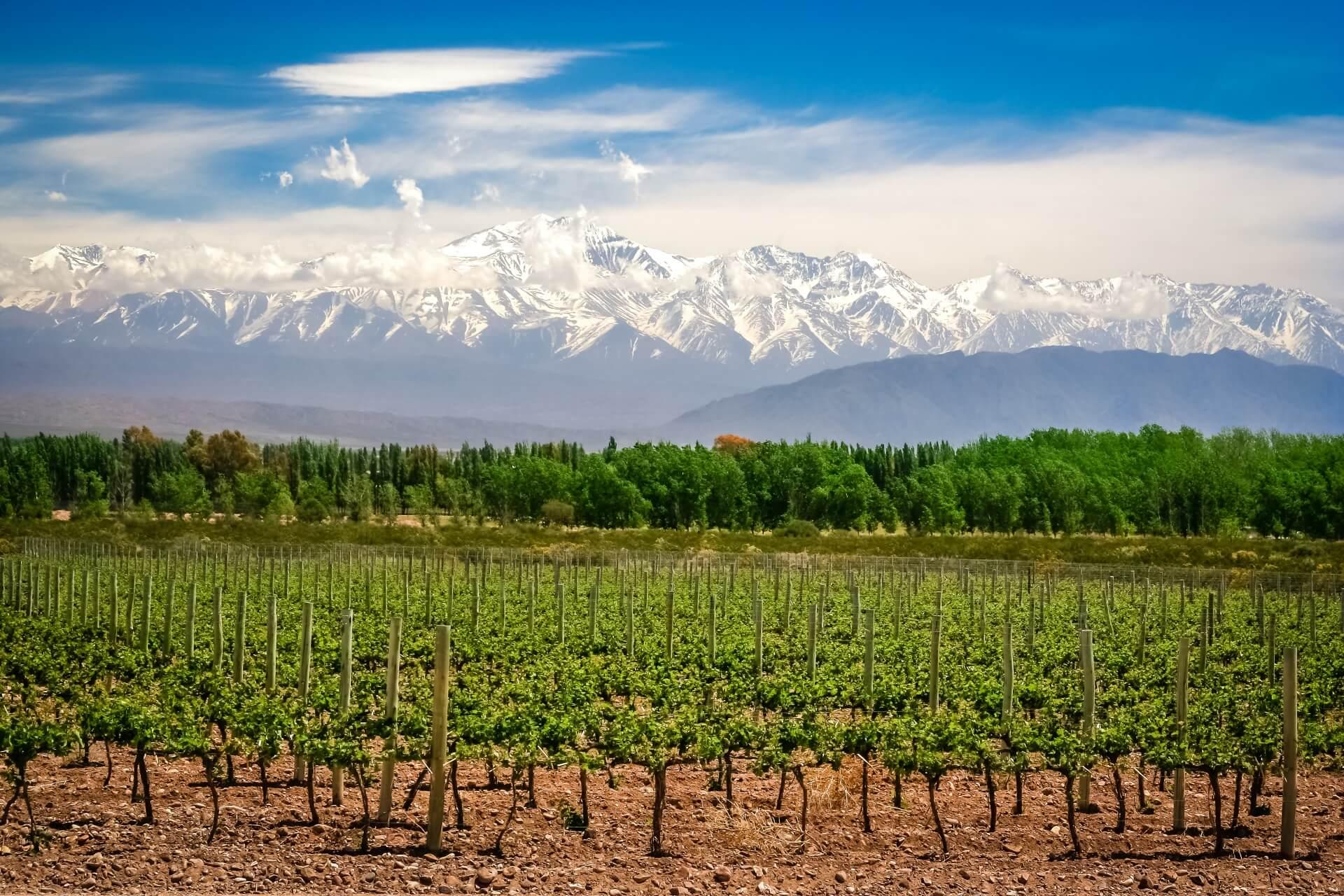 Vinhedos em Mendoza