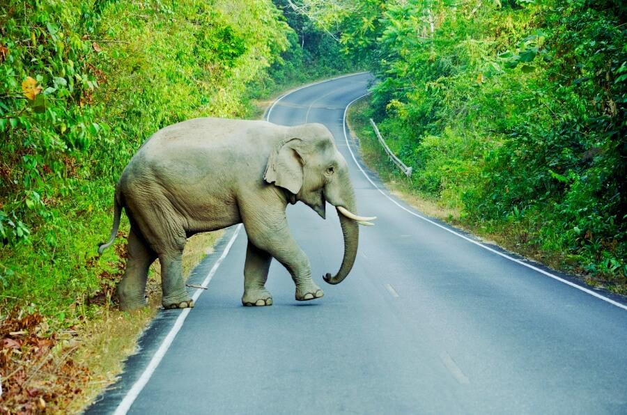 Wild Elephant Crossing the Road
