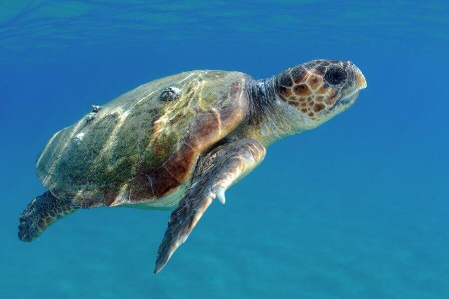 Loggerhead Turtle on Zakynthos