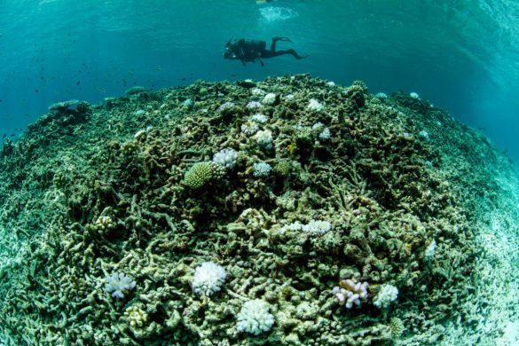 Coral Bleaching Great Barrier Reef