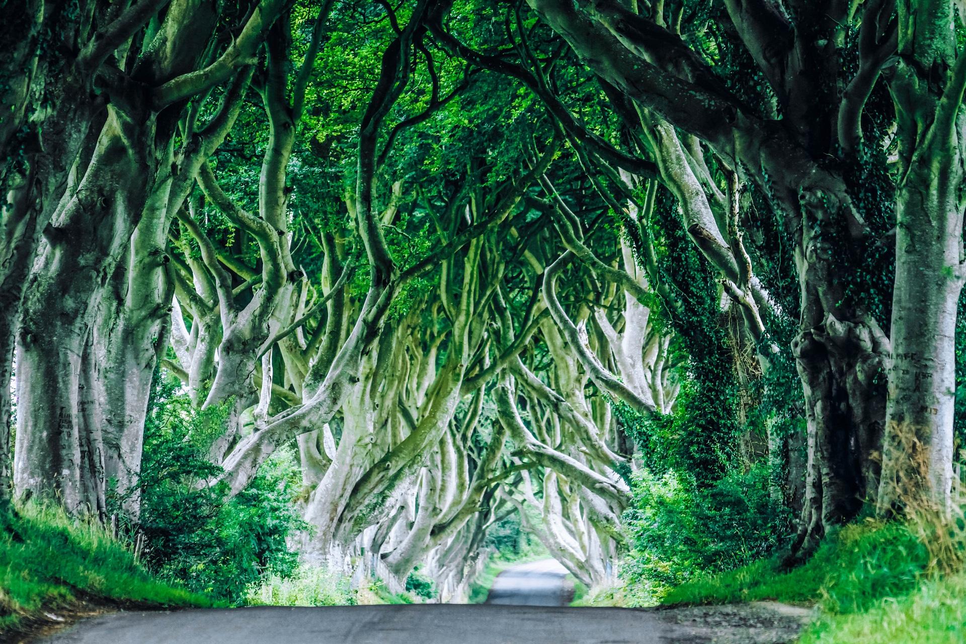 Northern Ireland Filming Locations Game of Thrones Dark Hedges
