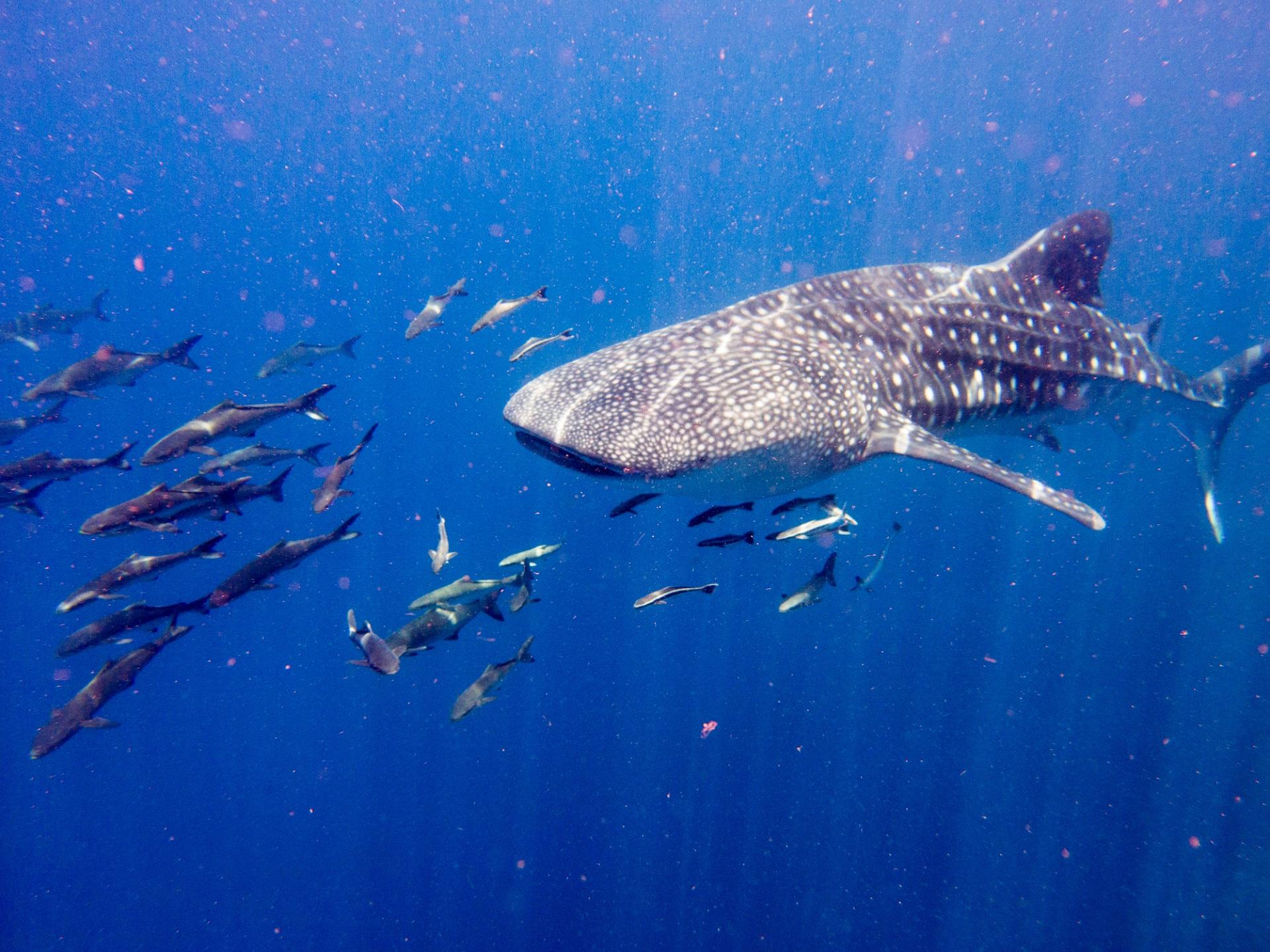 Whale shark near Krabi