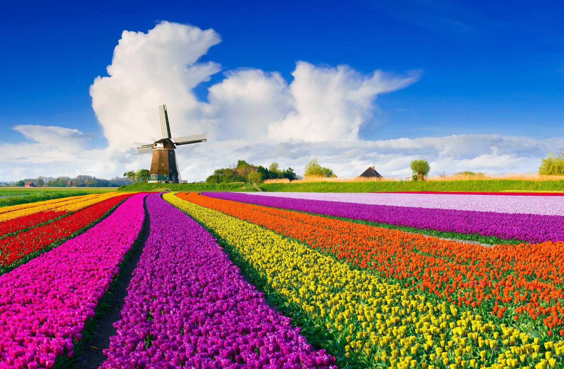 Colorful tulip fields in orange, yellow, red, and purple stand against a clear sky with white clouds. In the background, a classic Dutch windmill, a popular stop on many cruise routes.