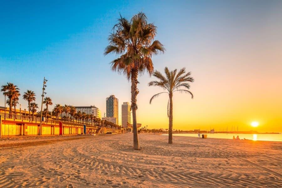 Sunset on the beach of Barceloneta in Barcelona. In the foreground are palm trees, behind them tall buildings; to the left, a row of palm trees along a promenade, to the right, the sea.