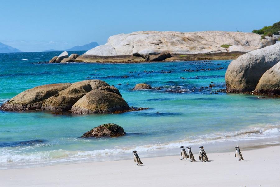 Penguins stroll along the white sand beach, with the turquoise sea and large rocks visible in the background. Popular cruise routes lead along the picturesque coast of Cape Town.