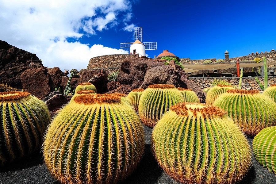 Large, round cacti are in the foreground of a dry garden. On a hill in the background stands a white windmill under a blue sky. A popular destination on cruise routes.
