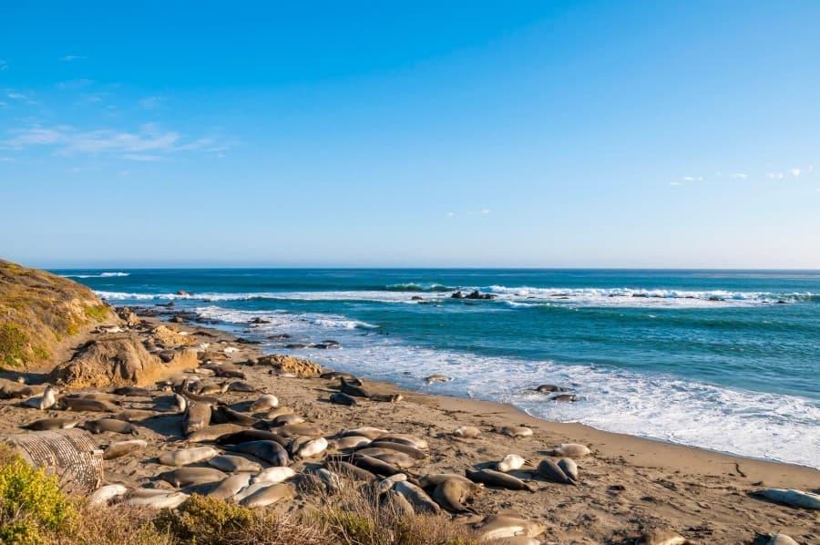 Elephant seals sunbathe on the California coast. They lie close together on a sandy area, with the ocean right in front of them. At first glance, the animals are not recognizable as they blend well into the sand.