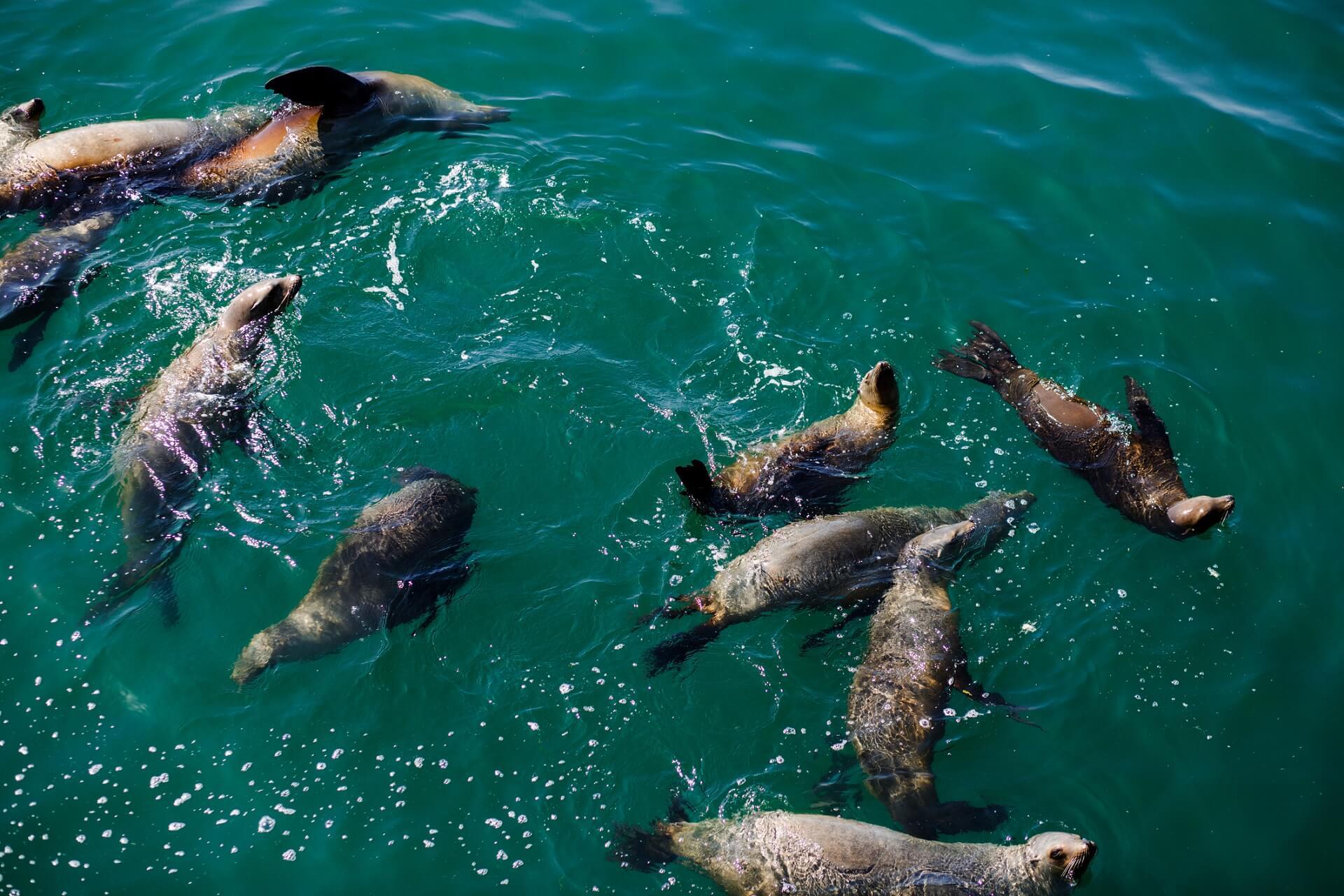 Let the cheerful sea lions enchant you