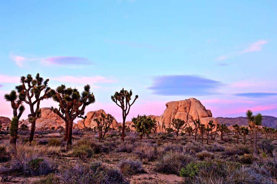 California-Joshua-Tree-National-Park
