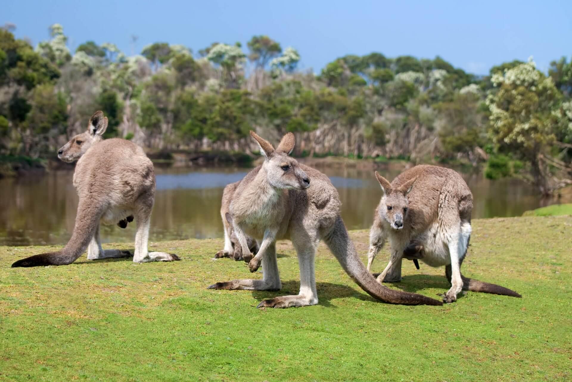 Kangaroos in Phillip Island Wildlife Park