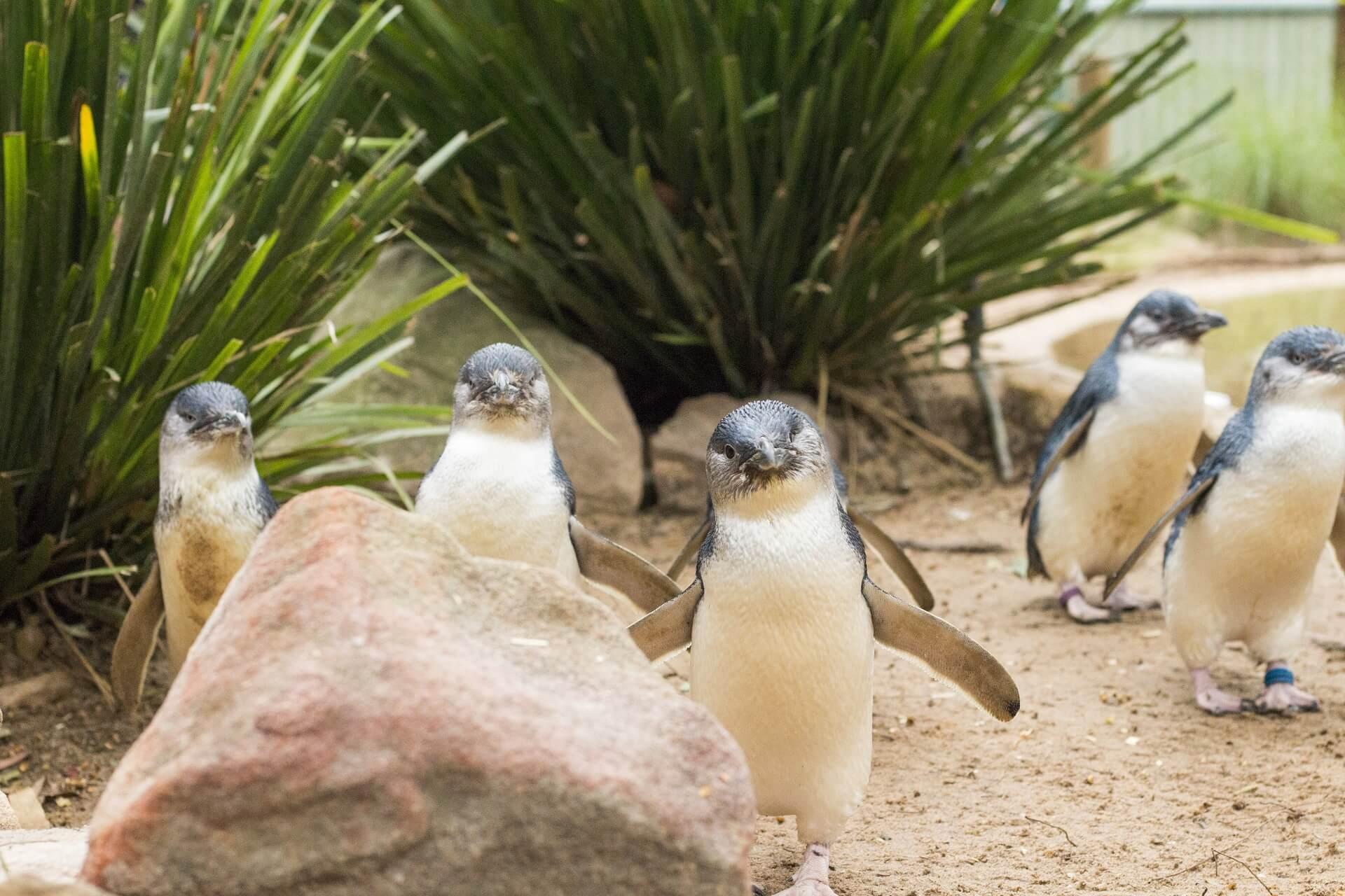 Penguin Parade on Phillip Island