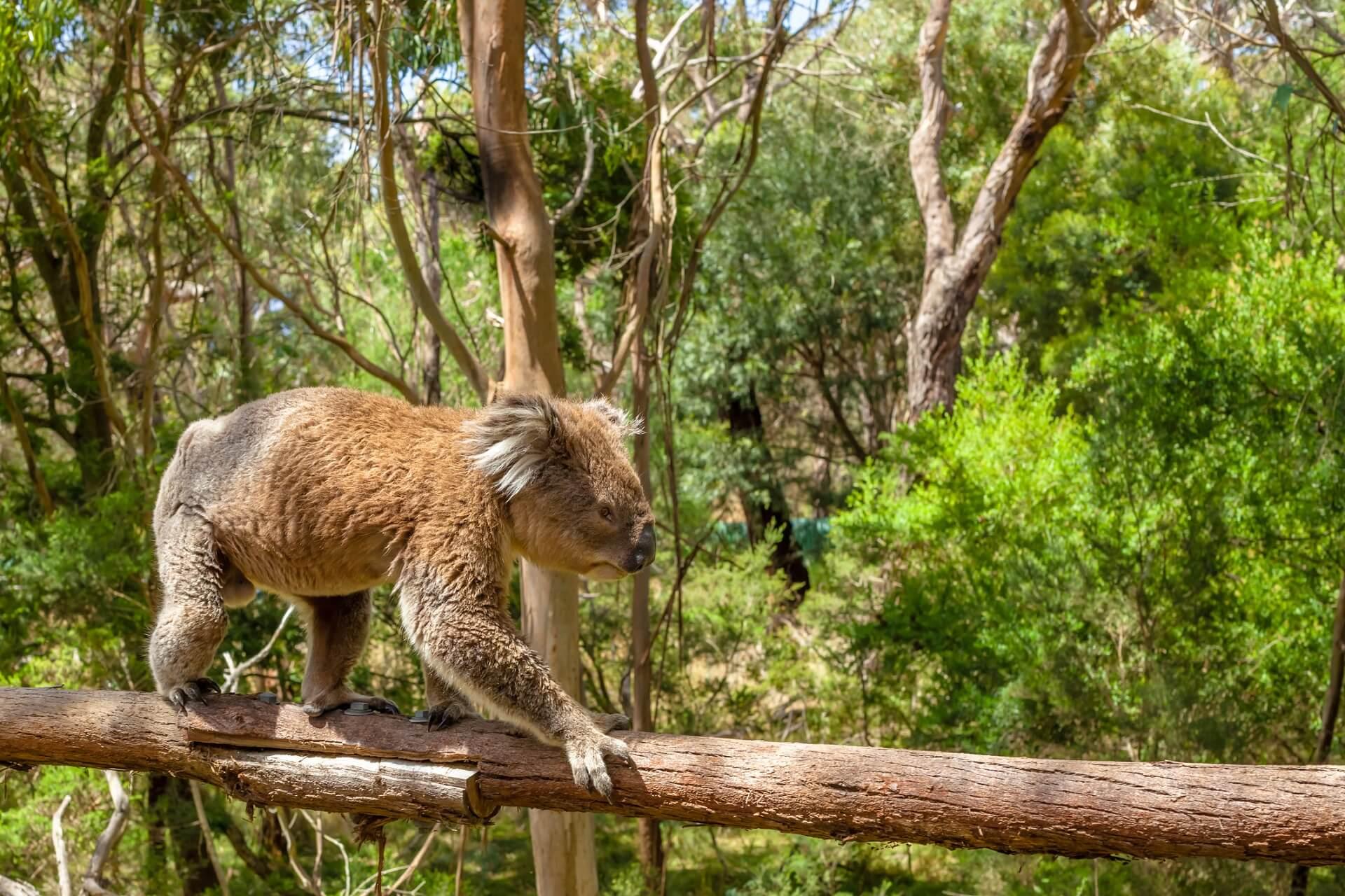 A Koala on Phillip Island