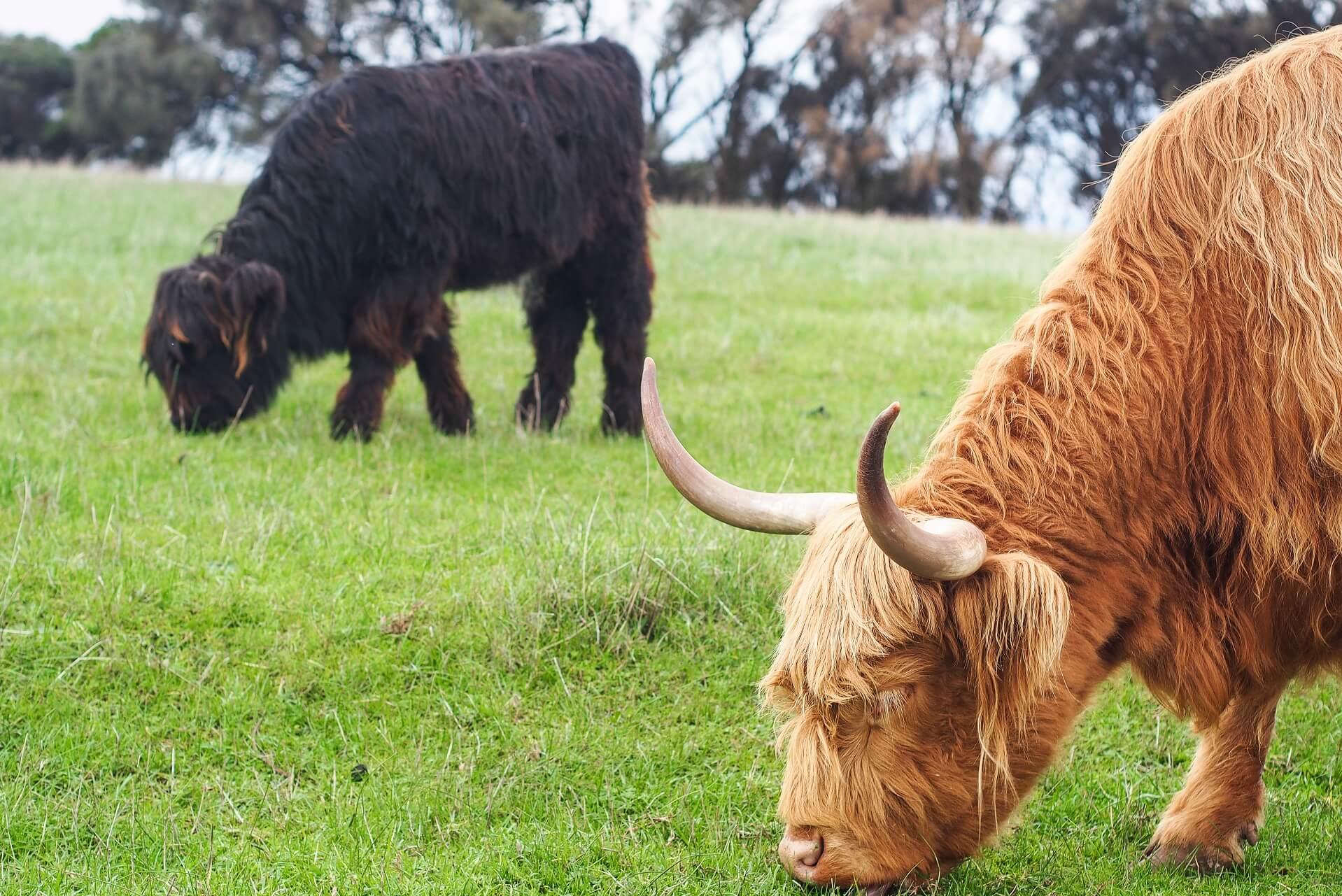 Cows on Churchill Island near Phillip Island