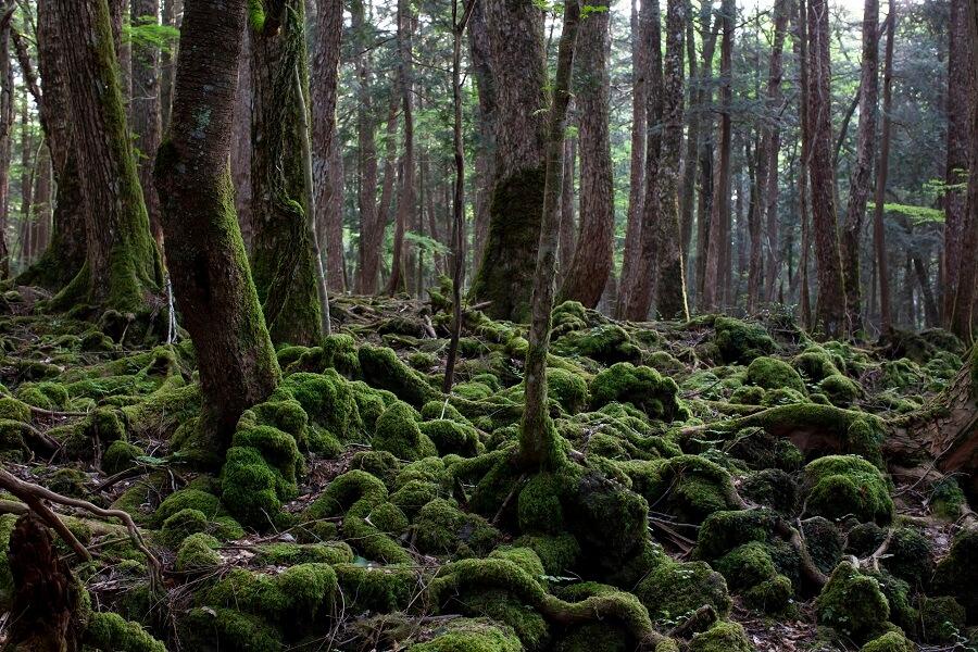 Aokigahara-Forest_japan_GettyImages-1254166552