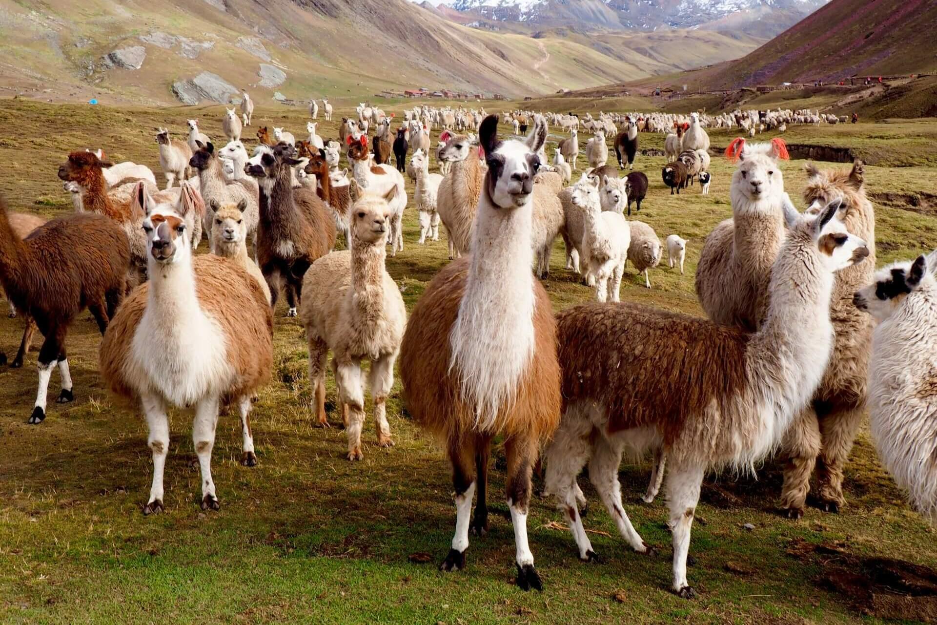 Llamas and Alpacas in the Andes, Peru