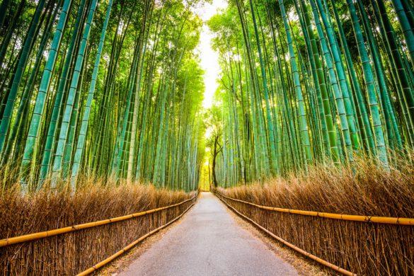 Bamboo Forest Japan