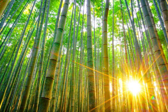 Bamboo Forest Japan