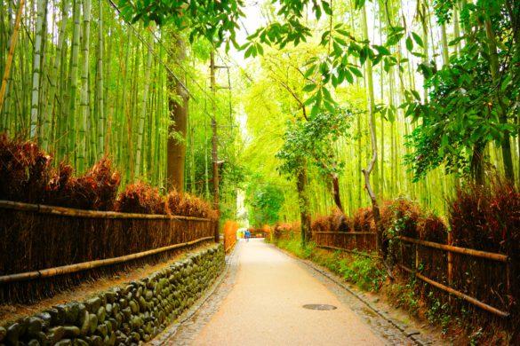 Bamboo Forest Japan