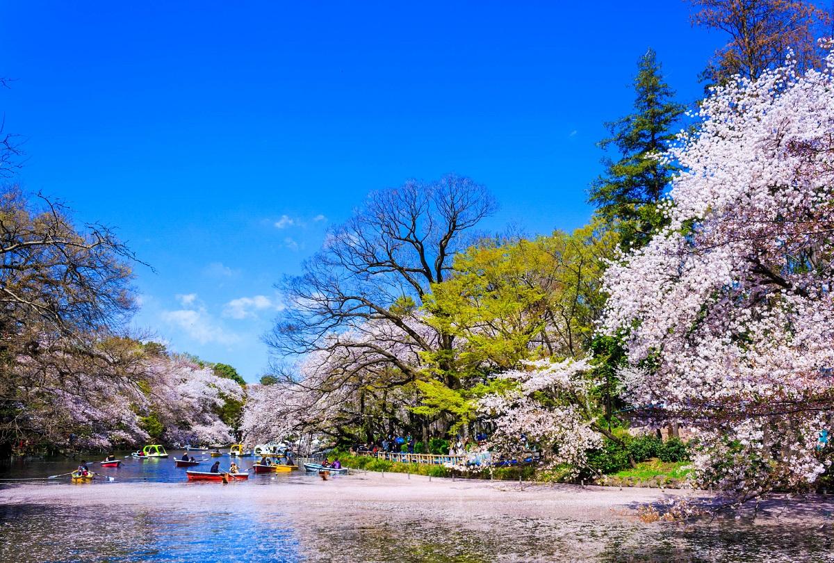 Cherry blossoms in Tokyo iStock_000059507894_Large-2
