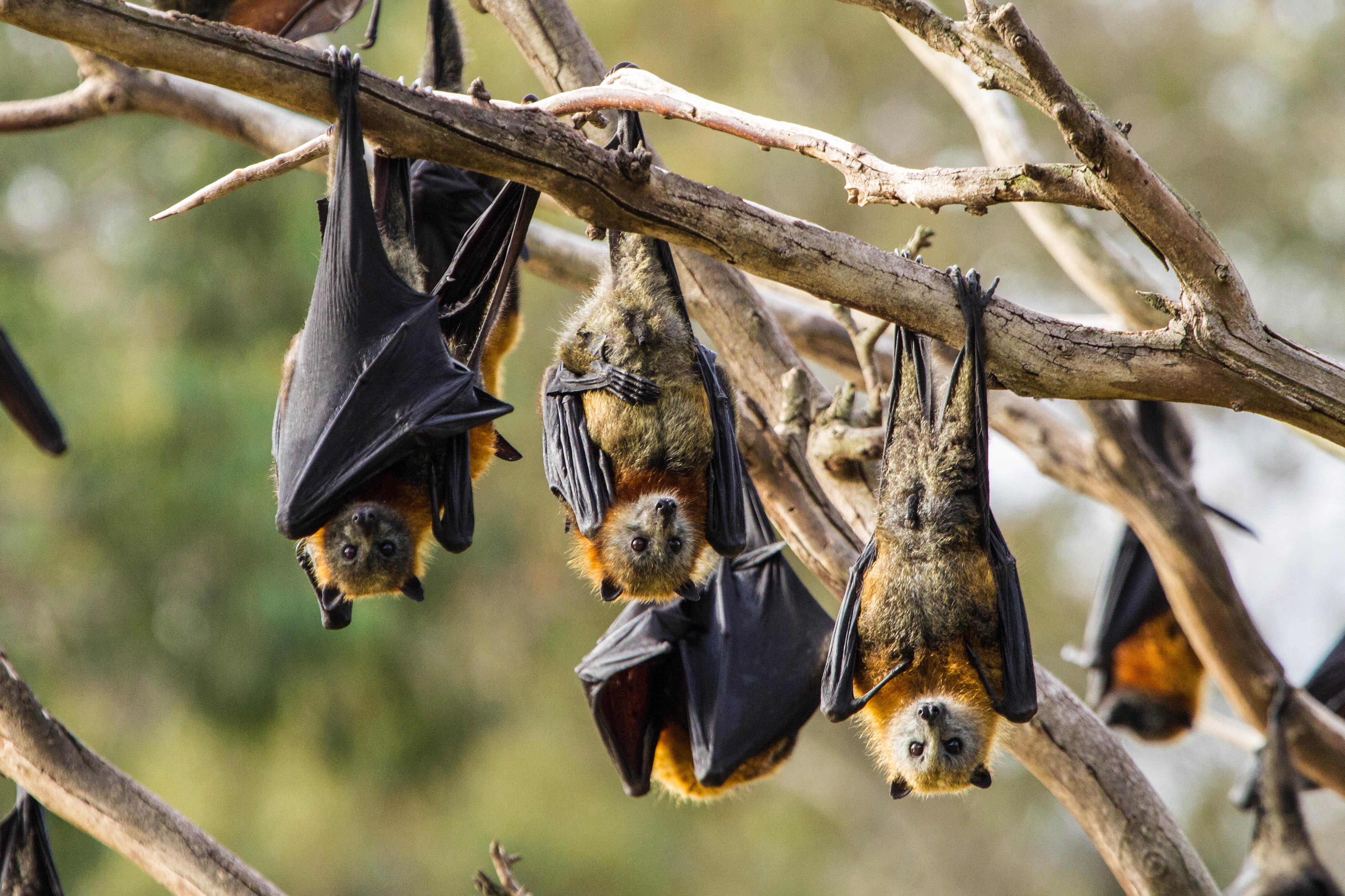 Bat dishes from around the world