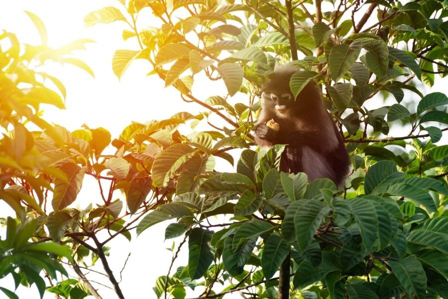 Langur at Kaeng Krachan National Park