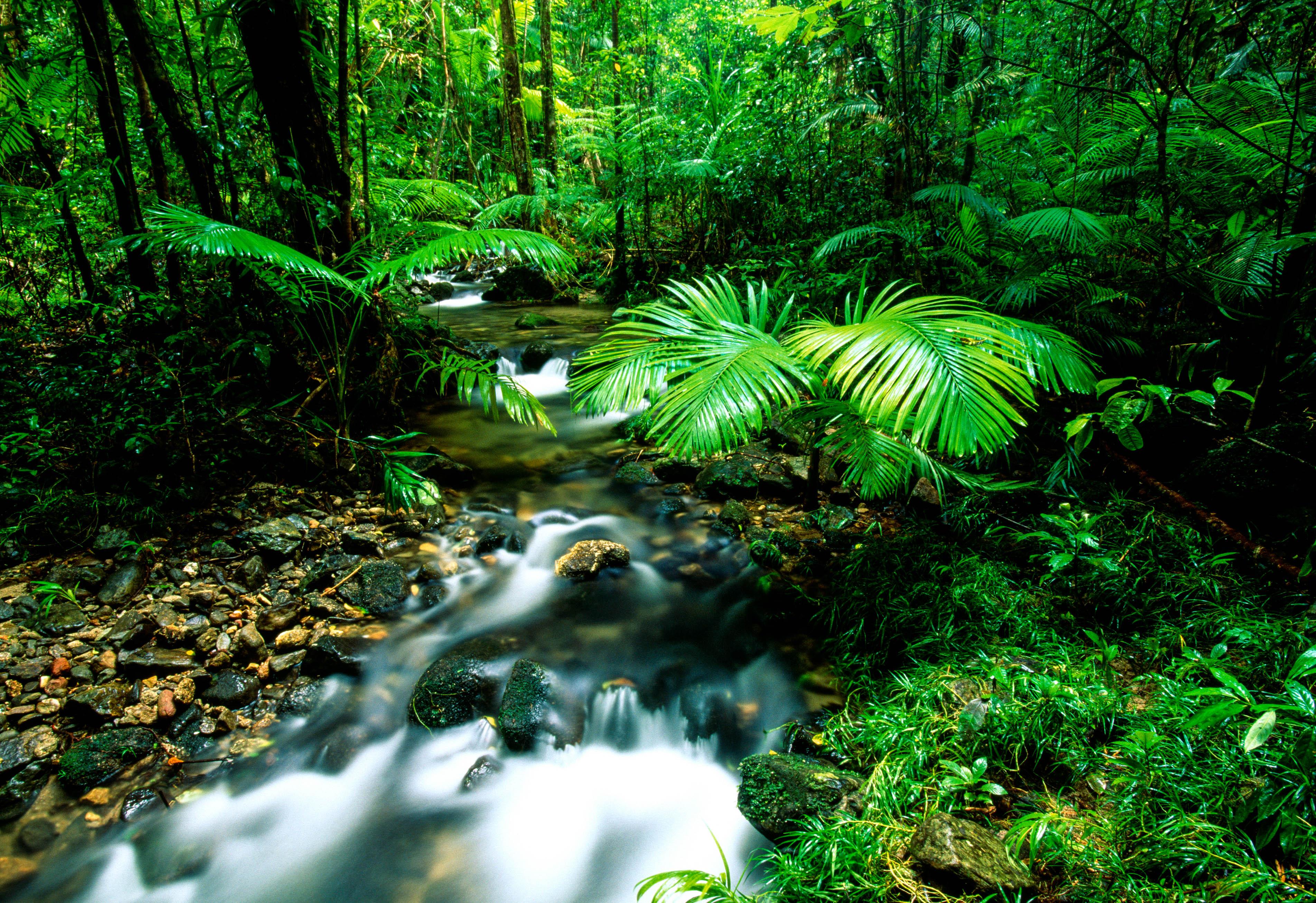 The Daintree National Park in Australia is a real rainforest