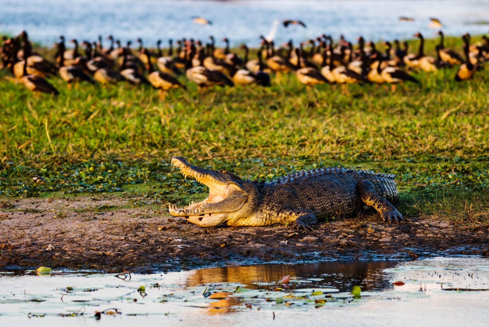 Kakadu National Park has alligators and crocodiles