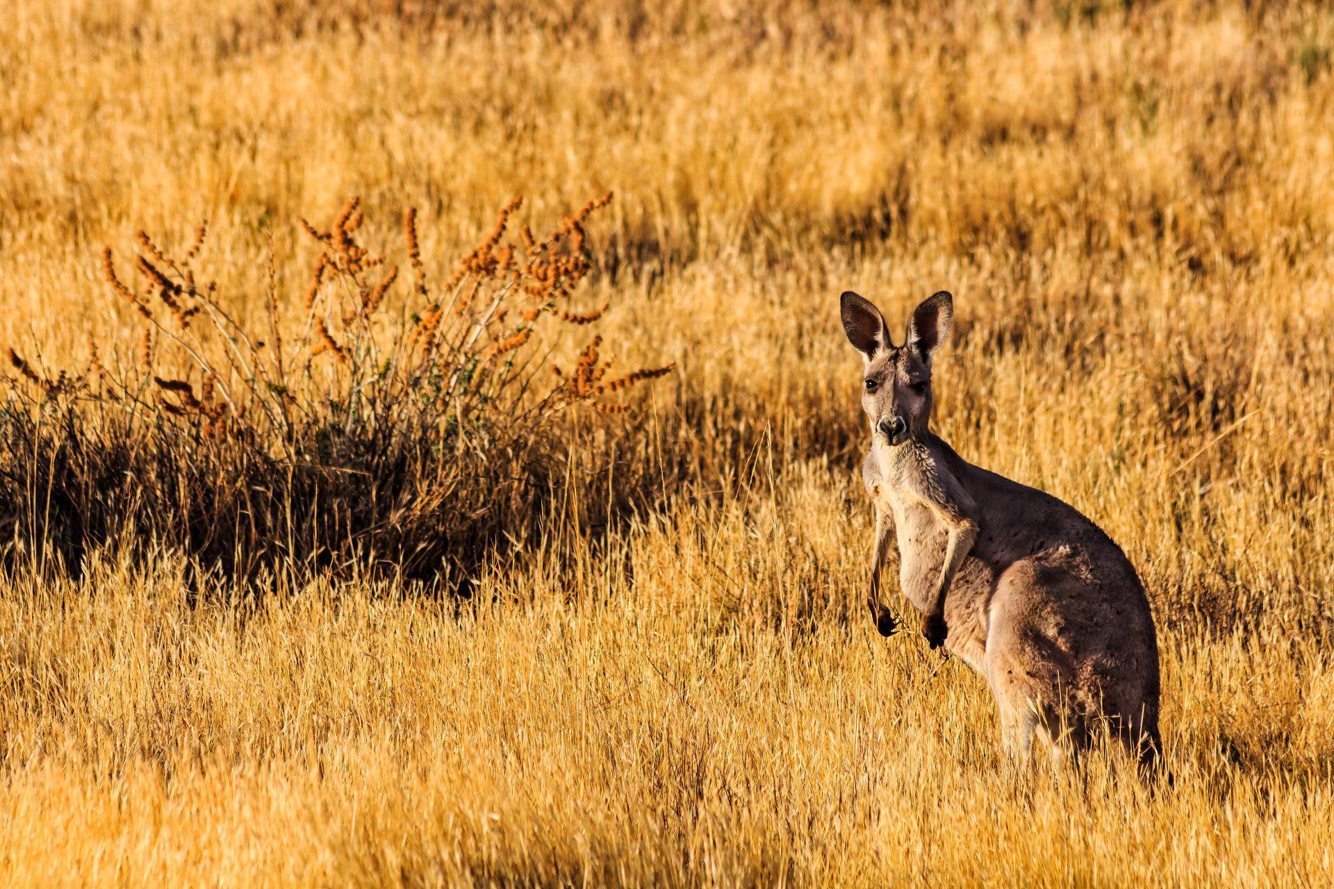 The Ikara-Flinders Range National Park in South Australia is home to many kangaroos