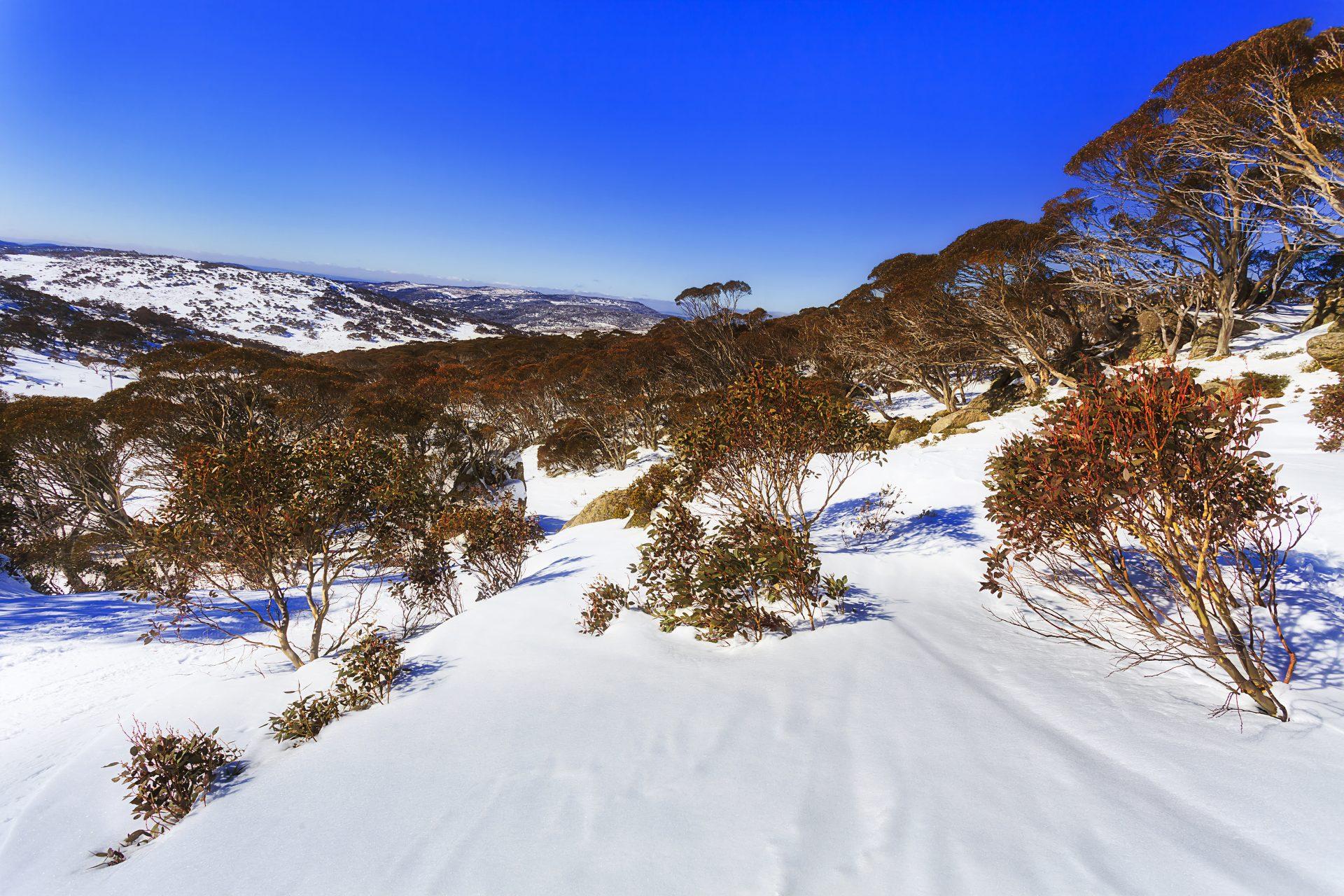 Kosciuszko National Park is the largest national park in New South Wales, Australia