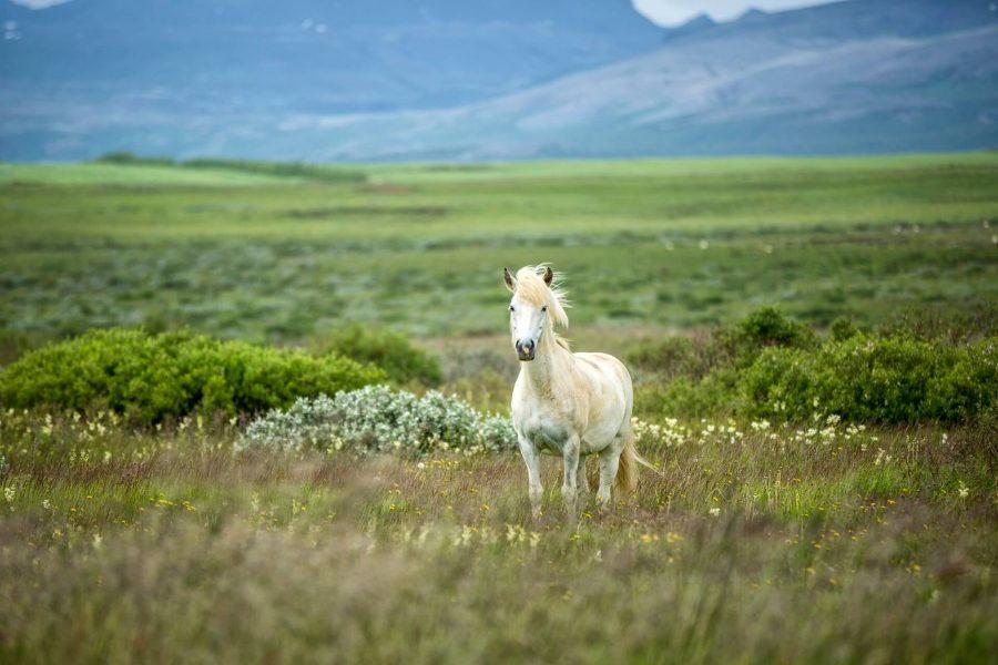 An Icelandic Horse