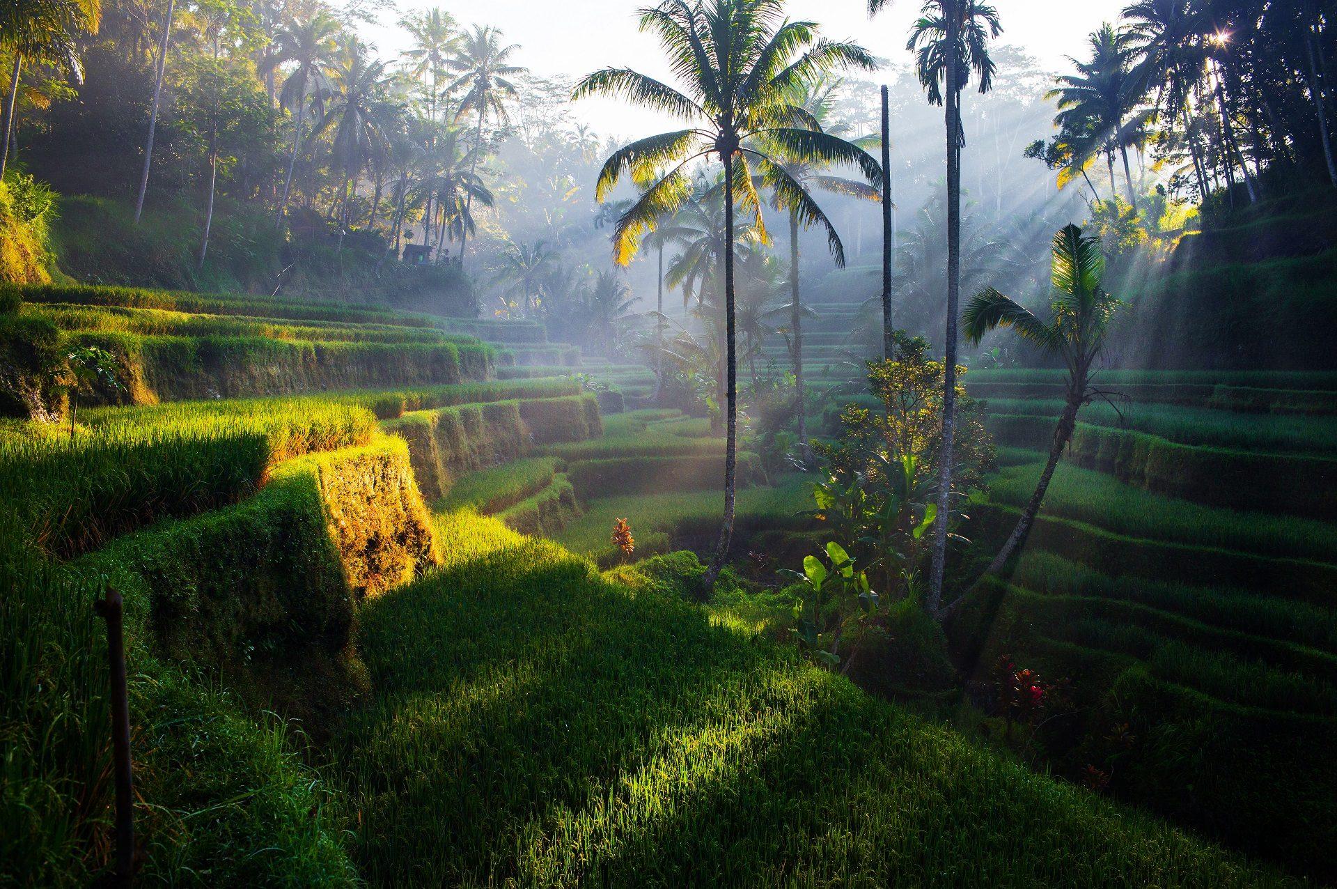 Tegallalang Rice Terraces in Bali