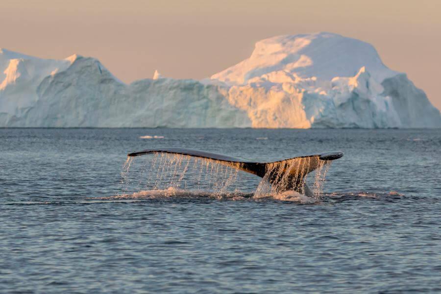 Whale Watching in Greenland