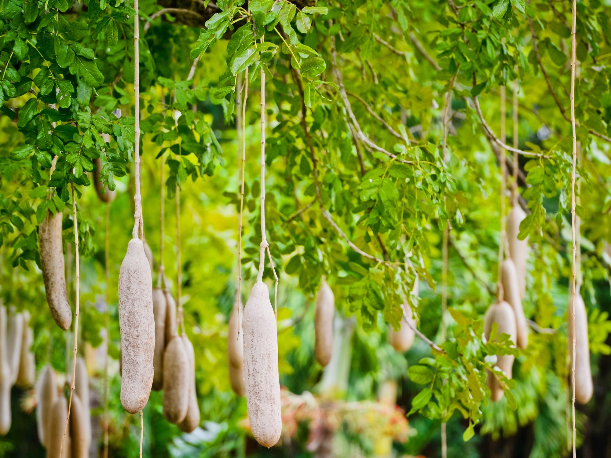 Botanical Garden of Mauritius