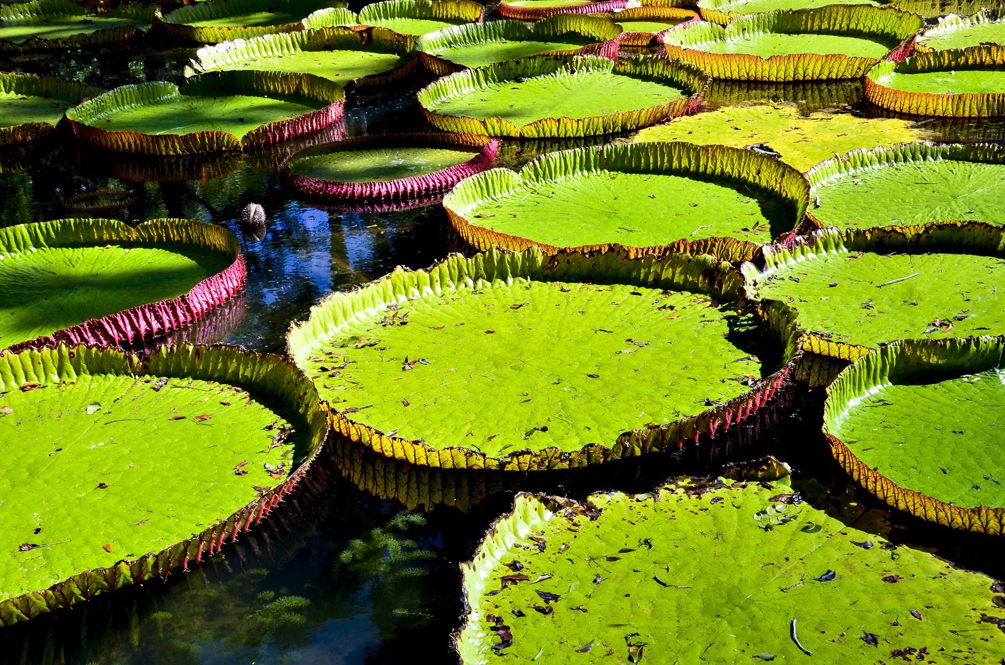 Botanical Garden in Mauritius