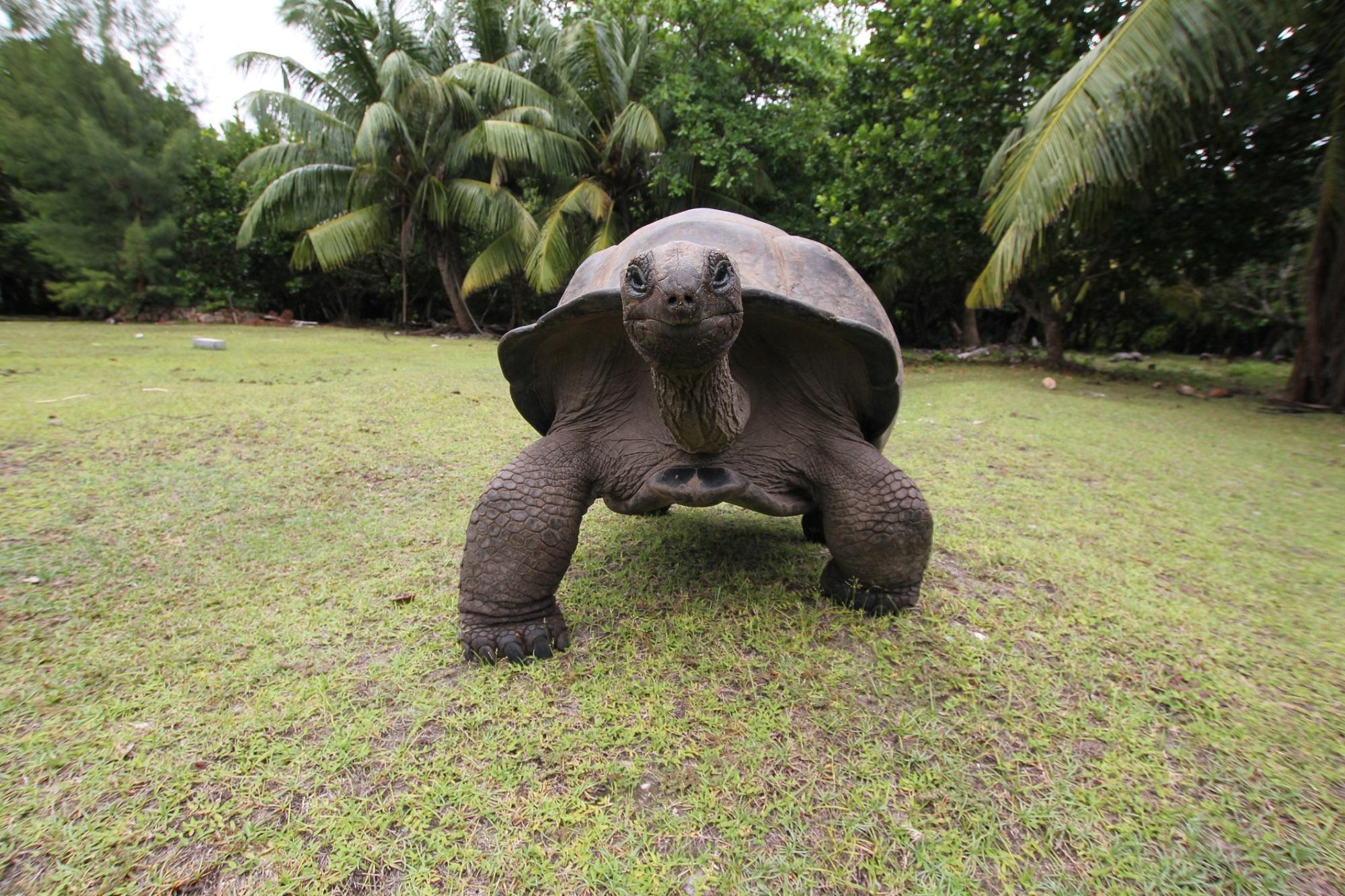 Giant Tortoise, Botanical Garden of Mauritius