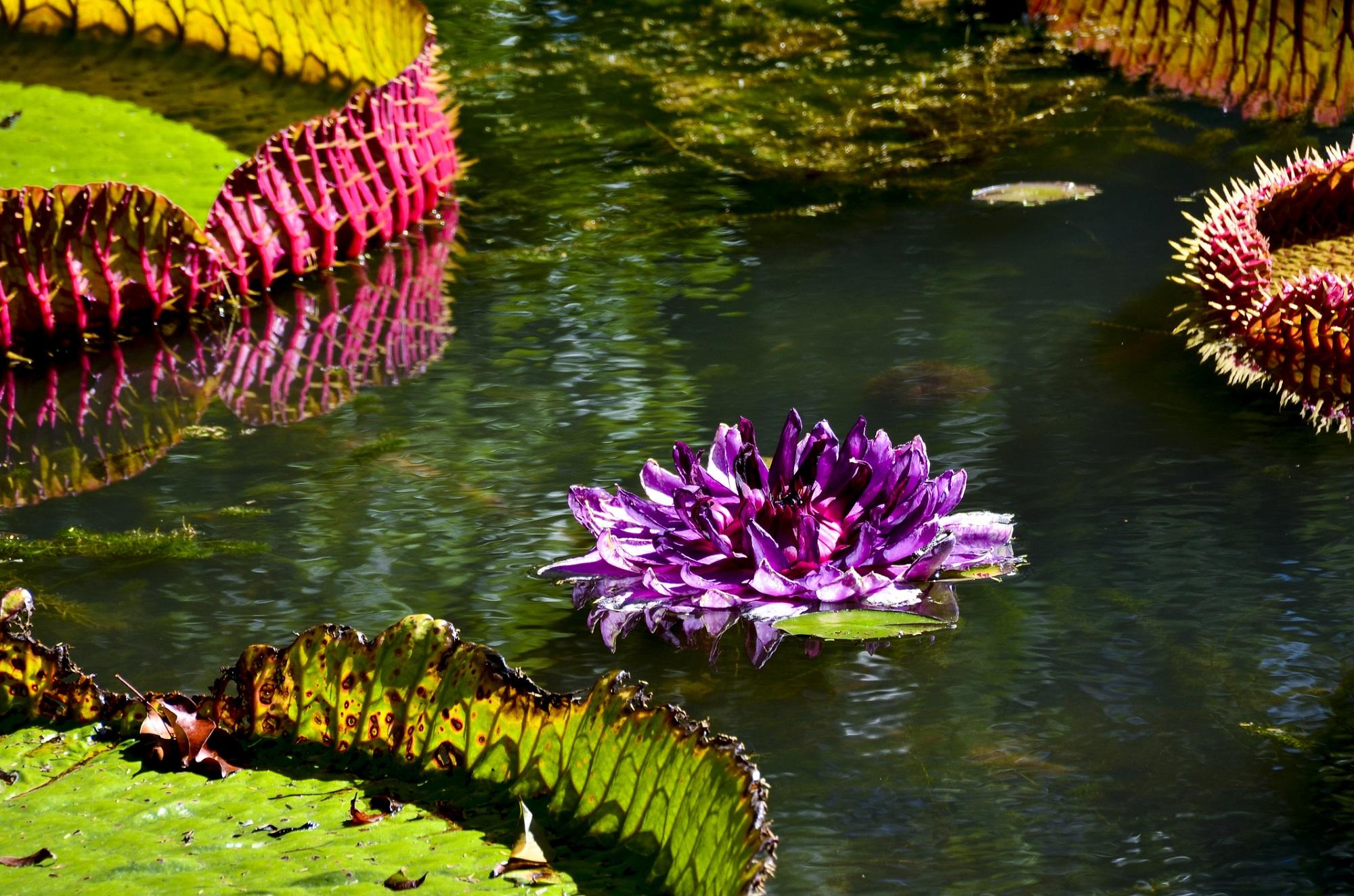 Botanical Garden of Mauritius