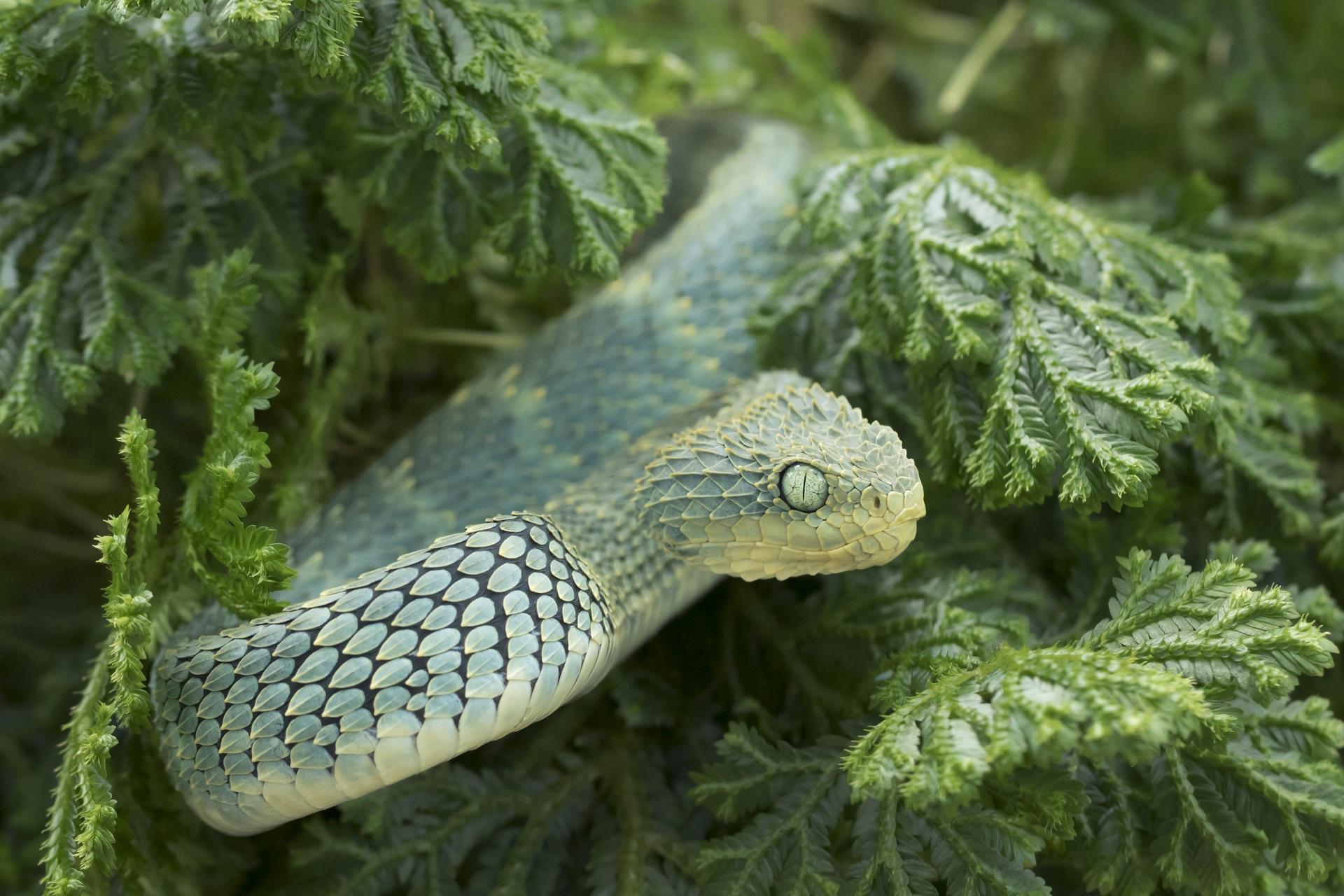 The island of death Queimada Grande, home to thousands of lancehead vipers.