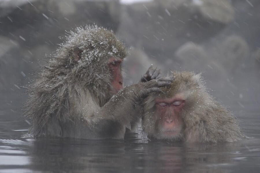 Editorial JNTO - Nagano Snow Monkey Park