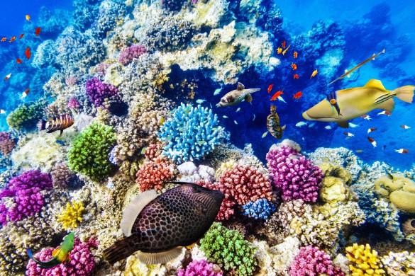 Great Barrier Reef dead
