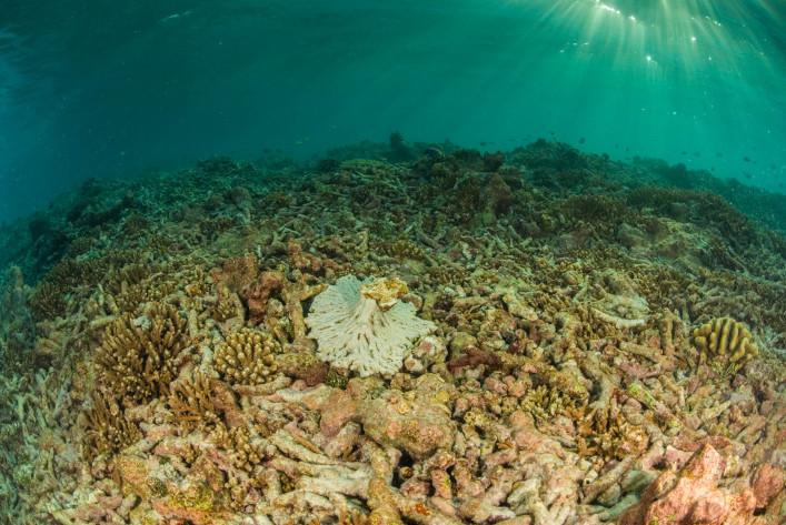 Great Barrier Reef dead bleached corals