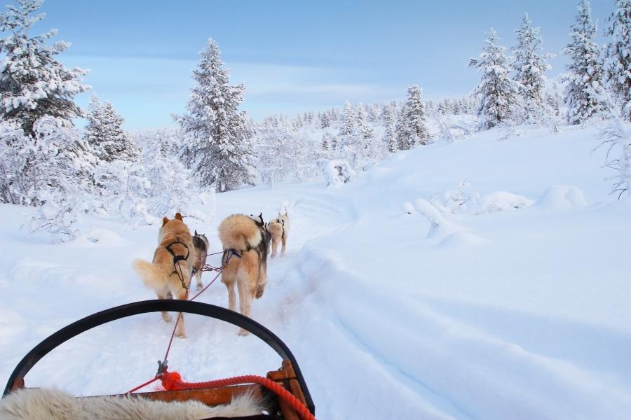 Husky dogs in a beautiful snowy landscape