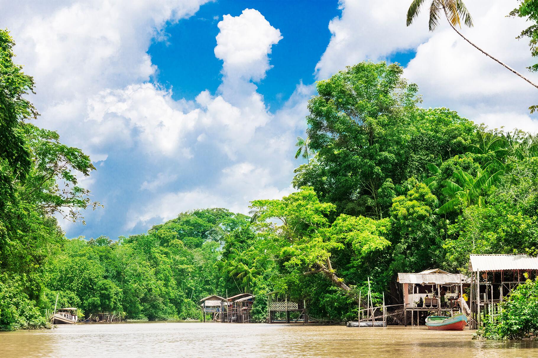 Discover the flora and fauna of the rainforest by boat