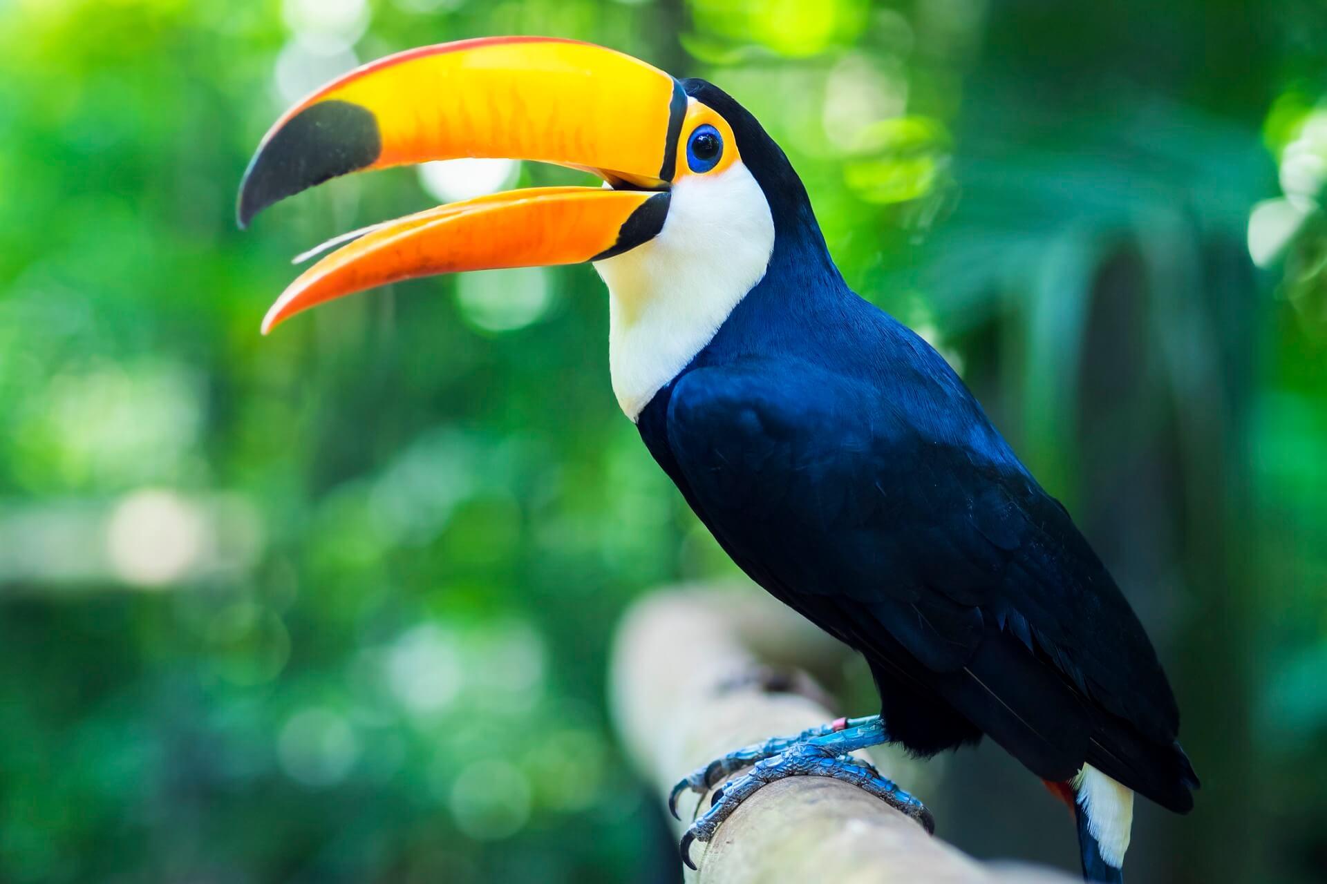 You can admire toucans in Parque das Aves