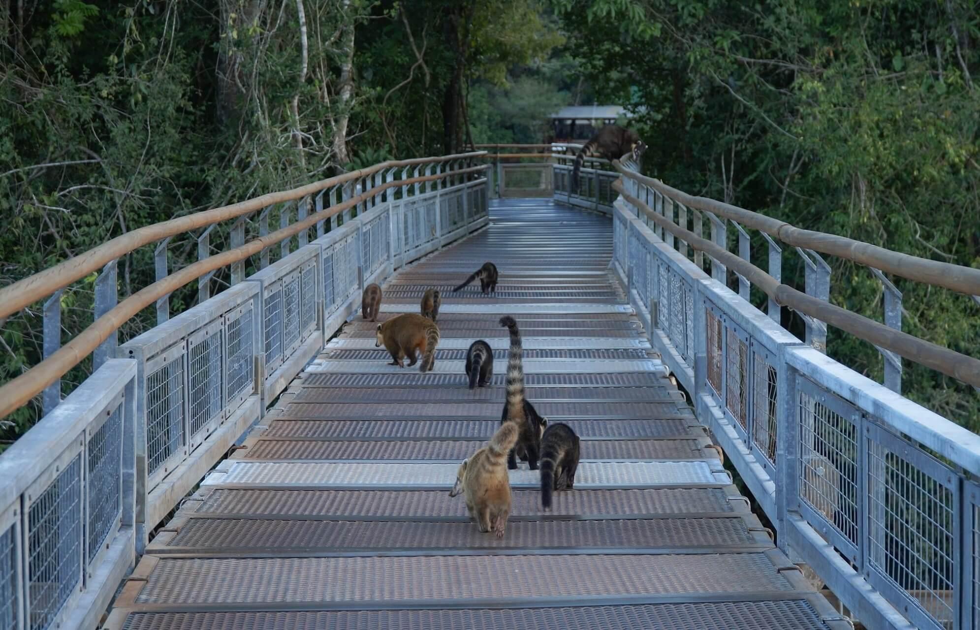 South American coatis gathering at the Iguazu Falls