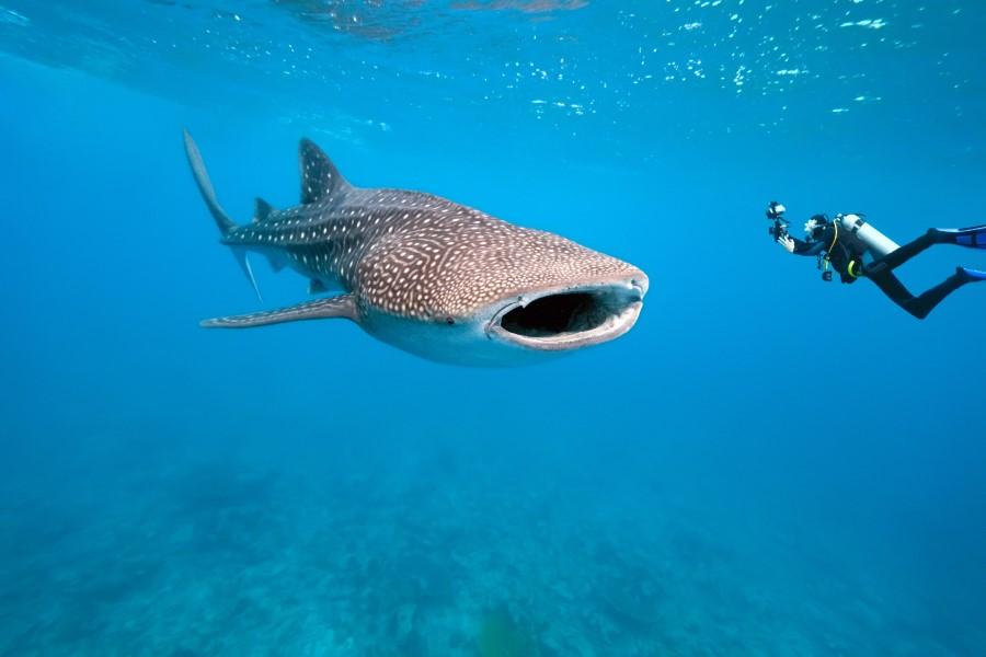 Diver with Whale Shark underwater