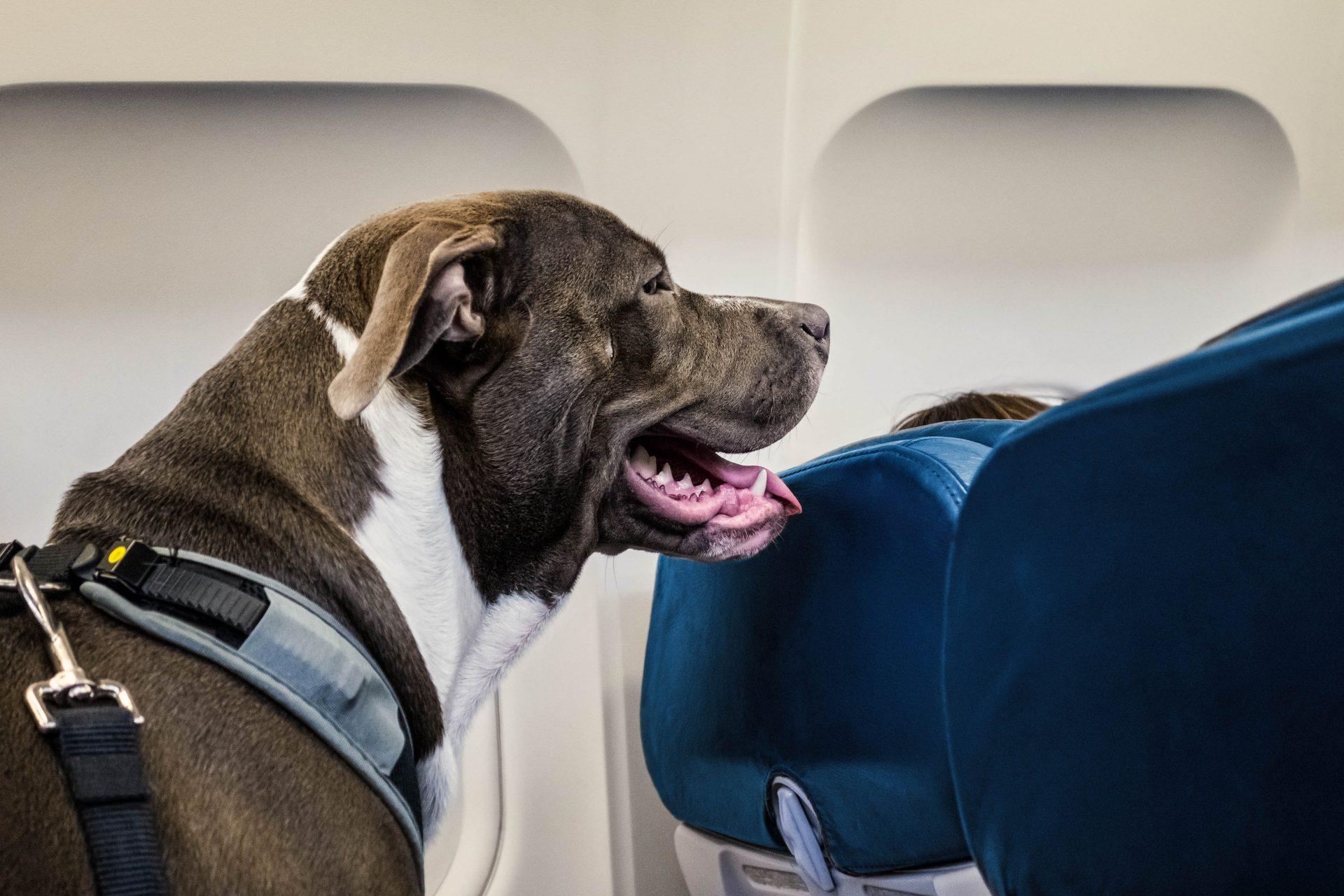 Service dogs are almost always allowed on airplanes