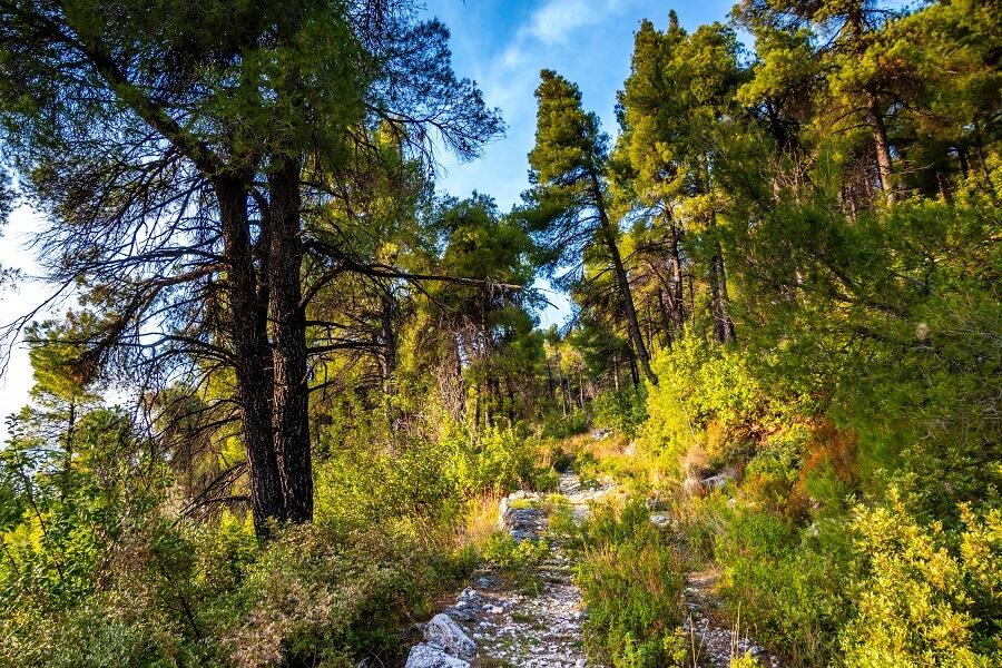Dense forests of Skopelos Island