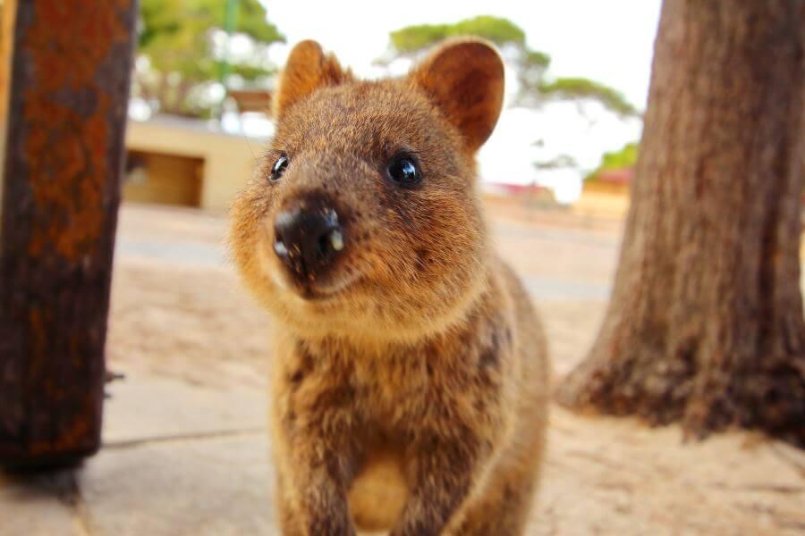 Quokka on Rottnest Island