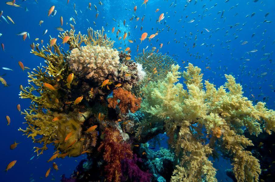 Colorful corals in various shapes and hues fill the foreground. Small orange fish swim around. The background shows clear blue water suggesting depth.