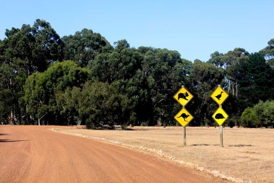Road on Kangaroo Island: Three yellow road signs with animal illustrations stand on the right side of a dusty road; in the background stretches a dense forest with high, green trees.